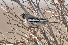 Lark Bunting